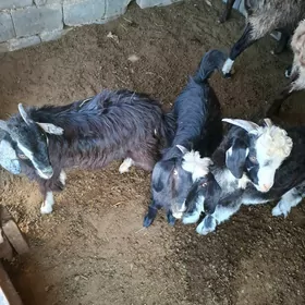 Çewiş