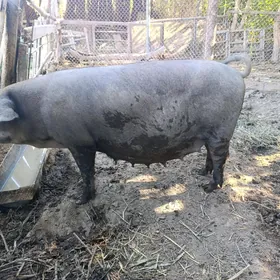 Donuz