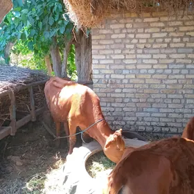saglyk sygyr ve gunajynlar