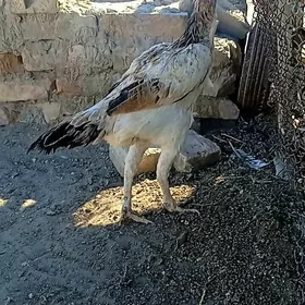 baysow towuk
