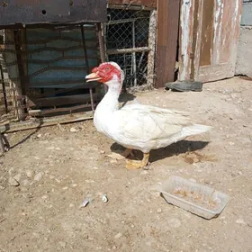 Ördek