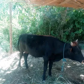 öküz