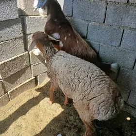 Goýunlar