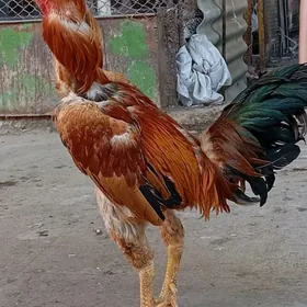 Байцов хораз