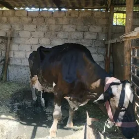 gallyşteyn sygyr