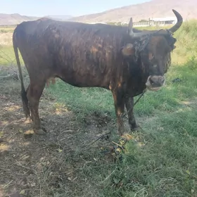 bakda duran sygyr