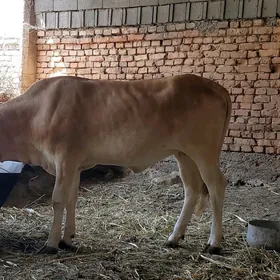 Tüwe