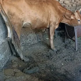 sygyr