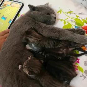 котята