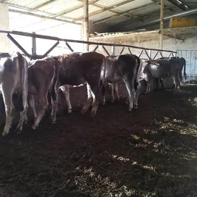 okuzce, gulajyn
