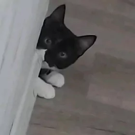 котёнок 
