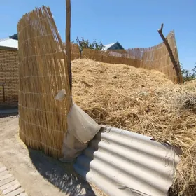 üwelen gamyş