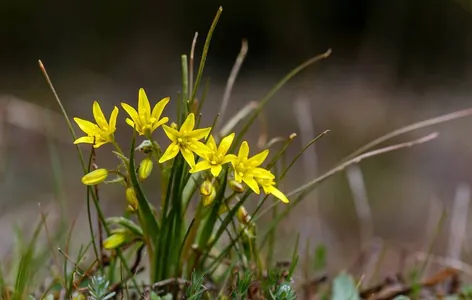Fergana jülgesinde ösümligiň täze görnüşi tapyldy we oňa özbek botaniginiň adyny berdiler
