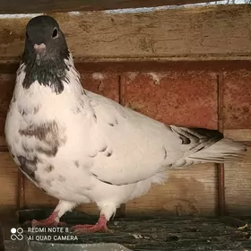 kepder ️