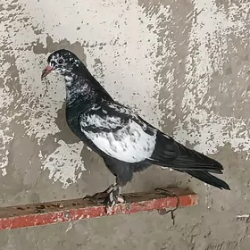Kepderi