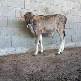 okuzçe