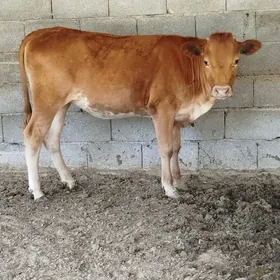 Gibrit tüwe