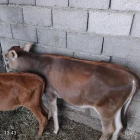 Tüwe sygyr