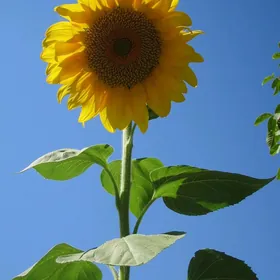 Gunebakar cigidi