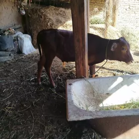 Okuzçe