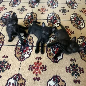 котята