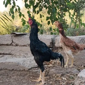 horaz