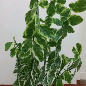 gül