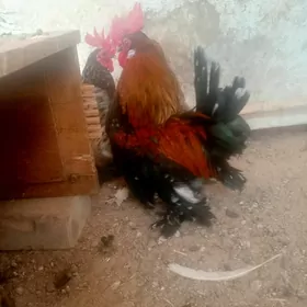 karlik