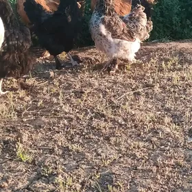 Brama