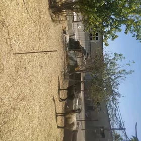 Goýun tokgul 2Baš