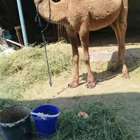ogşuk