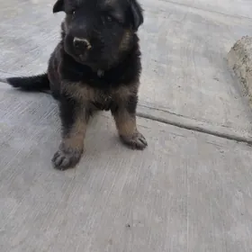 немецкий овчарка