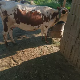 Bogaz sygyr