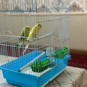 gus