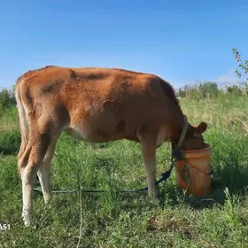 şwes tuwe