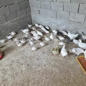 şisarka