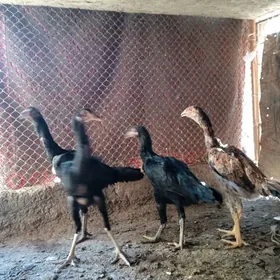 Taşgent
