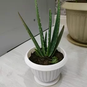 Aloe  gul