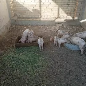 Donuz çocuk
