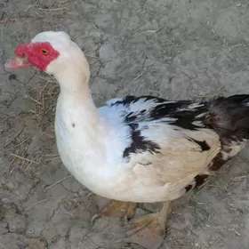 ÖRDEK HOROZ