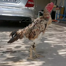Baysow horaz