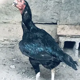 taskent towuk