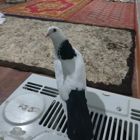 KEPDERI..