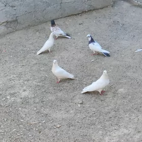 kepderi