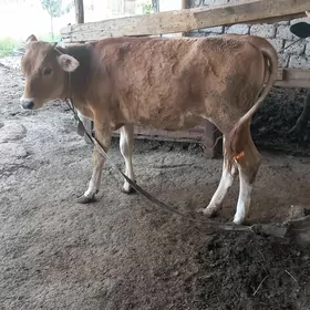 Tüwe