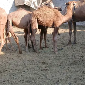 owşuk.