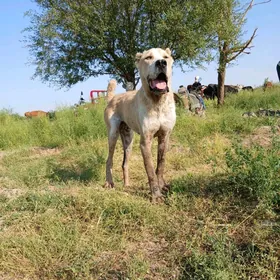 Gaplaň