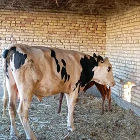 golusteyin okuz
