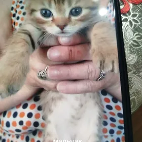 вислоухие шотландцы