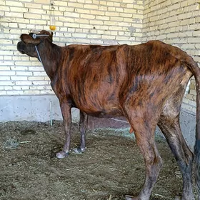 göleli sygyr saglyk